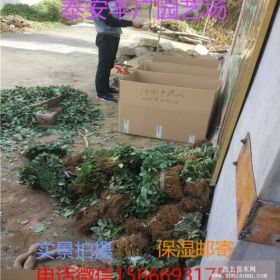 妙香七号草莓苗价格 妙香七号草莓苗品种介绍