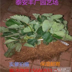 红颜草莓苗价格 红颜草莓苗多少钱 草莓苗那里有卖的