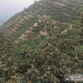 大紅袍獅子頭花椒苗基地 示范園在哪里