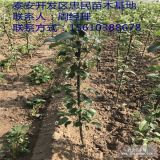 哪里有卖润台一号苹果苗的 润太一号苹果苗价格