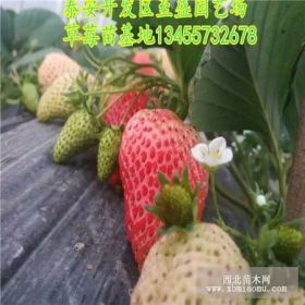 草莓秧苗 妙香7号草莓苗价格