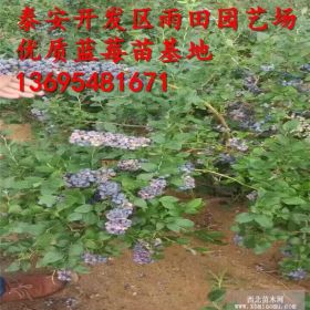 梯芙蘭藍莓苗梯芙蘭藍莓苗三年苗價格梯芙蘭藍莓苗畝產(chǎn)