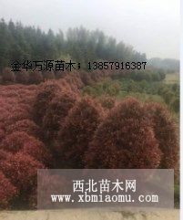 浙江金华红叶石楠树 杯苗 地苗价格，贵州安顺红叶石楠杯苗批发