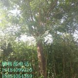 25公分國槐價(jià)格參考