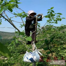 嫁接核桃苗 实生核桃苗 3公分核桃苗价格 很基地