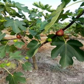 哪里有波姬红无花果 怎样种植波姬红无花果 波姬红什么价格