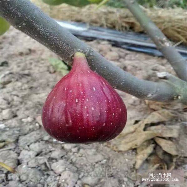 波姬紅無花果