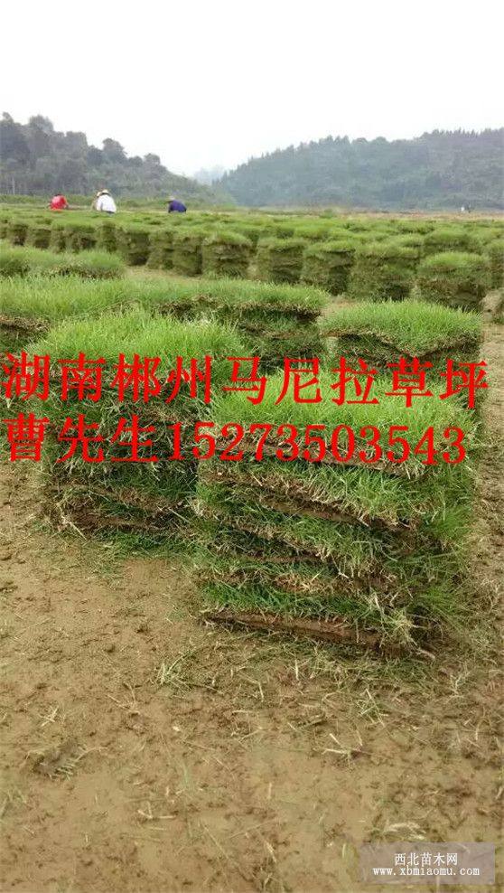 馬尼拉草坪