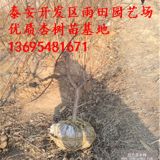 吊干杏樹苗價格新疆吊干杏樹苗基地吊干杏畝產(chǎn)多少