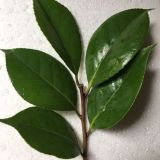 供應(yīng)茶花品種接穗/嫁接師傅上門承接業(yè)務(wù)