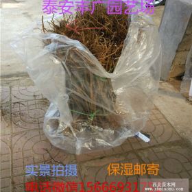 秋彤桃树苗多少钱 晚熟秋彤桃树苗哪里有卖的