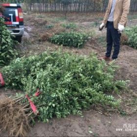 獅子頭大紅袍無刺花椒苗哪里有基地 詳細(xì)地址：陜西韓城市