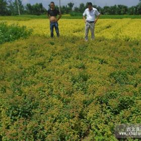 青叶绣线菊  金山绣线菊 黄叶绣线菊批发