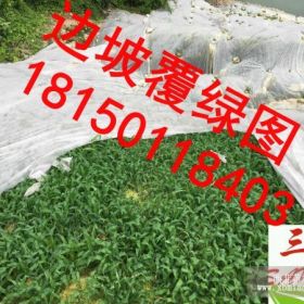 有机材高速边坡高次团客土喷播怎么施工防雨水冲刷护坡常见的草籽