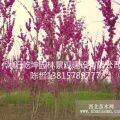 供應(yīng)櫻花，，紫荊，紫薇，紫藤花。。