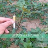 高度70花椒树苗、山东花椒苗基地、花椒苗多少钱