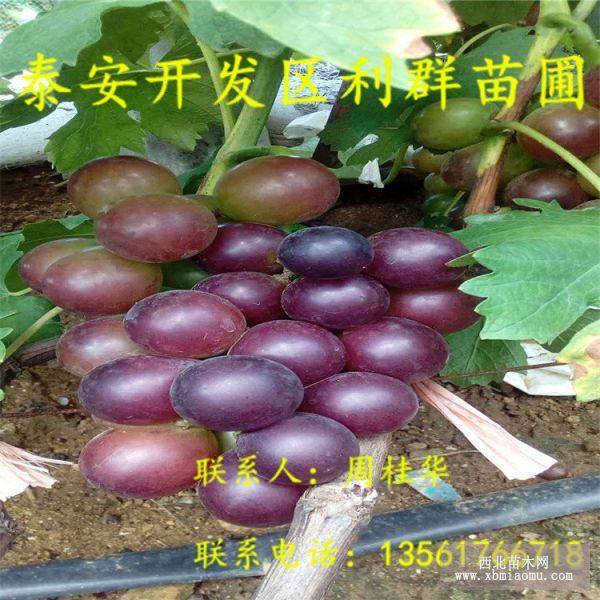 山东葡萄苗