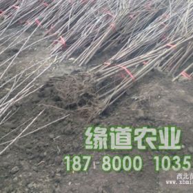 2017年湖北鄂州大樱桃树苗基地,鄂州车厘子树苗多少钱一株