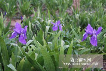 黄花鸢尾价格蓝花鸢尾江苏鸢尾