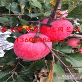 煙富8號(hào)蘋果樹苗價(jià)錢   煙富8號(hào)蘋果苗多少錢一棵