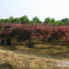 供应垂柳，红枫，水杉木槿，法桐，榉树