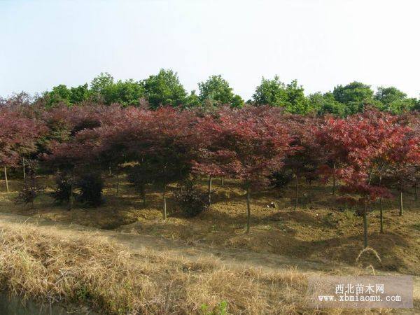 垂柳，紅楓，水杉