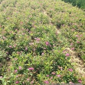 供应红花绣线菊，金山绣线菊，