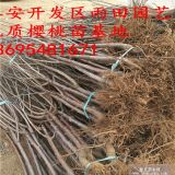 矮化櫻桃苗吉塞拉矮化櫻桃樹苗基地俄八櫻桃苗多少錢一株