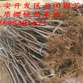 矮化樱桃苗吉塞拉矮化樱桃树苗基地俄八樱桃苗多少钱一株