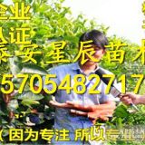 磨盤柿子苗磨盤柿子苗一畝種植多少株