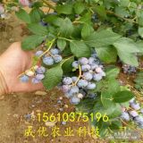 小苗蓝莓苗哪里有 高度30蓝莓苗哪里有 40高蓝莓苗价格