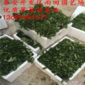 奶油草莓苗批发宁玉草莓苗管理妙香七号草莓苗厂家