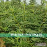 無花果樹苗 無花果樹 無花果苗 無花果樹苗多少錢