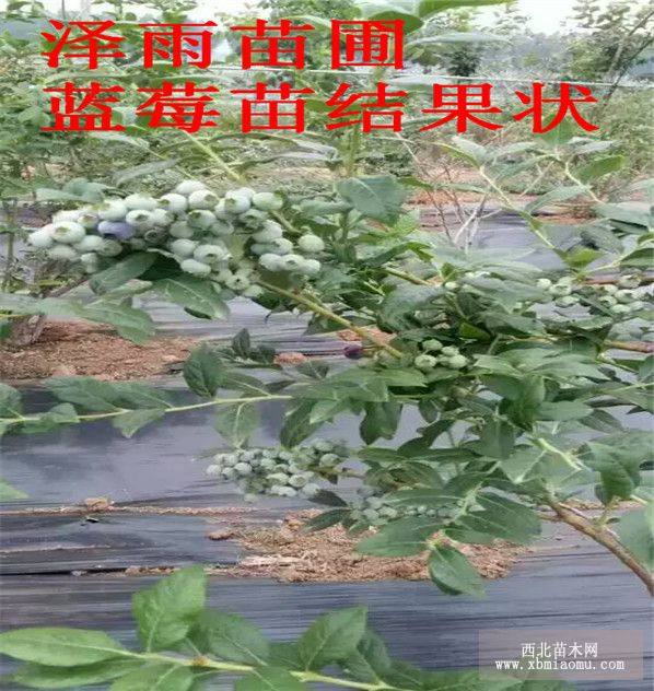 蓝莓树苗