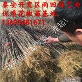 九葉青花椒苗基地?zé)o刺花椒苗多少錢一株