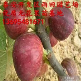 布兰瑞克无花果树苗抗冻品种布兰瑞克无花果小苗