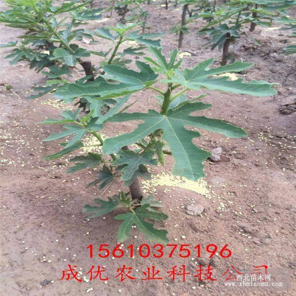 無花果樹苗價(jià)格