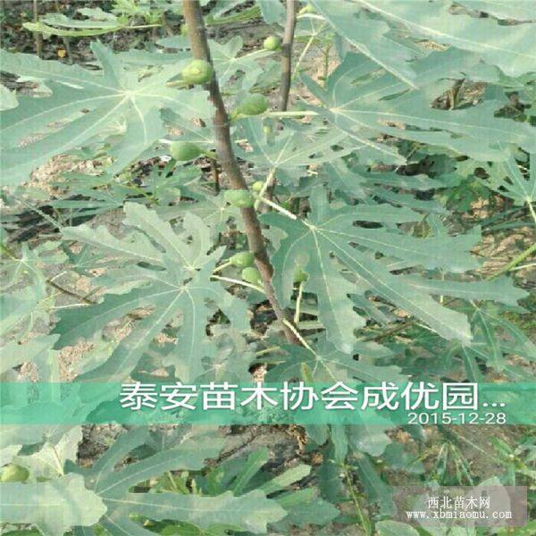 青皮無花果樹苗