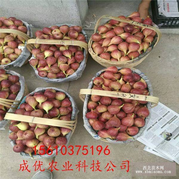 無(wú)花果樹(shù)苗