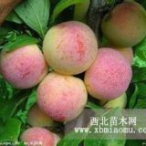 紅貴陽(yáng)李子苗價(jià)格 遼寧省研究所為您提供