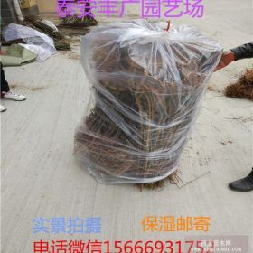 香玲核桃树苗价格 香玲核桃树苗哪里有卖的