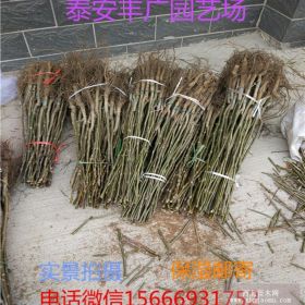 清香核桃树苗哪里有 清香核桃树苗哪里有卖的