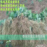 甘露草莓苗多少錢(qián)一棵 批發(fā)20萬(wàn)甘露草莓種苗