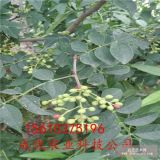 今年花椒苗價(jià)格 大紅袍花椒苗價(jià)格