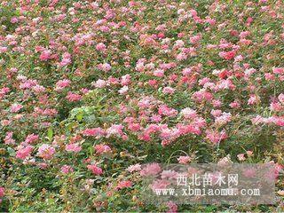 紅帽月季