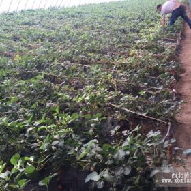 甜查理草莓苗哪里有,四季草莓苗怎样种植