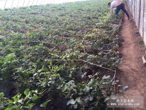 大赛草莓苗批发价格 全明星草莓苗批发基地 草莓苗成活率高