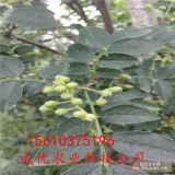 高度50花椒苗 大量供应花椒苗 花椒苗价格