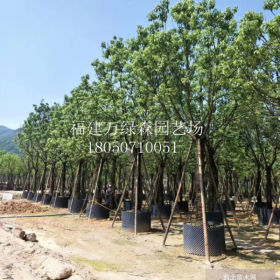 福建漳州全冠香樟火热出售中/福建厦门全冠香樟的价格