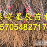 陽(yáng)光玫瑰葡萄苗 陽(yáng)光玫瑰葡萄苗種植方法